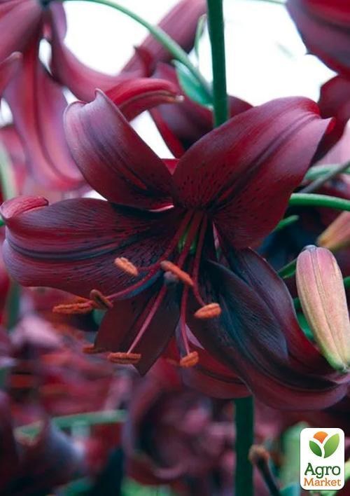 Лилия Трубчатая "Night Flyer"