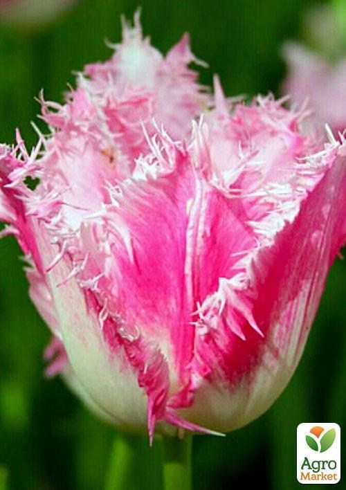 Тюльпан "Dallas" (размер 11/12 , крупный) 3шт в упаковке