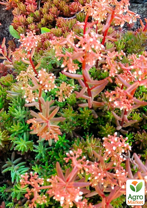 Очиток белый "Атропурпуреум" (Sedum album "Atropurpureum")