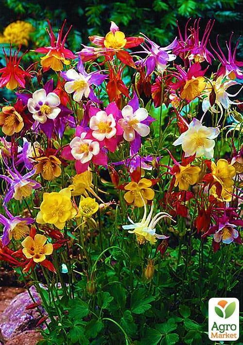 Аквілегія мікс "Hybrids Mix" 5шт NEW - фото 2