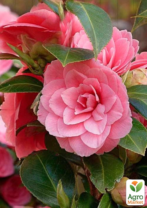 Камелия японская "Princess Baciocchi" - фото 3