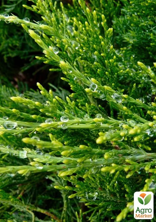 Ялівець середній "Mint Julep" (ком/сітка) діаметр 100-120 см - фото 5