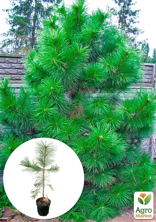 Сосна Орегонская (Рinus ponderosa) С10, высота 100-130см