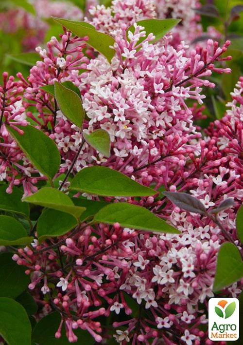 Бузок дрібнолистий "Superba"