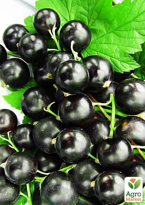 Смородина чорна "Краса Львова" (середньо-пізній термін дозрівання, великоплідний сорт)