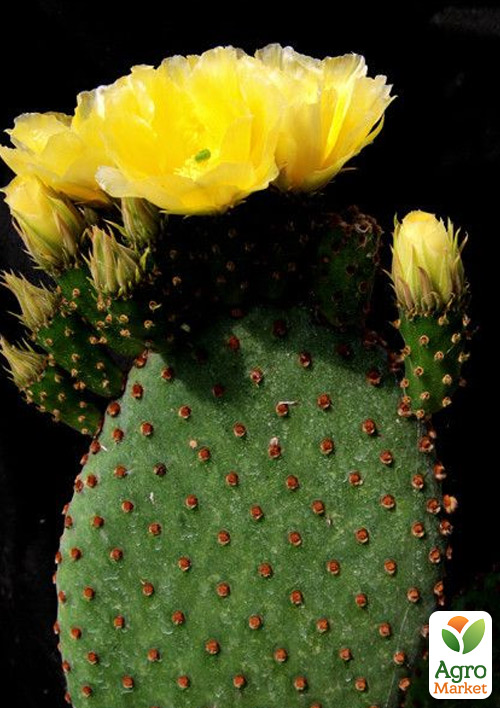 Кактус "Опунция" (Opuntia Rufida) (Нидерланды)