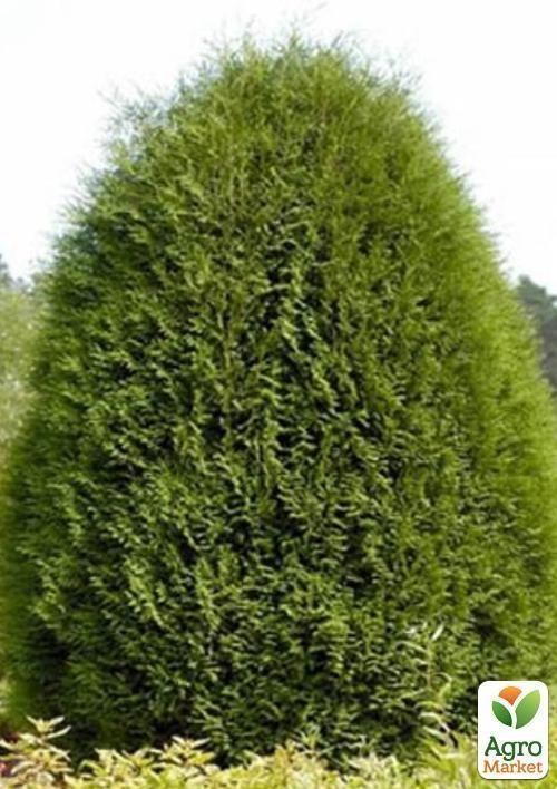 Туя западная	Thuja occ. `Wagneri` контейнер 1л