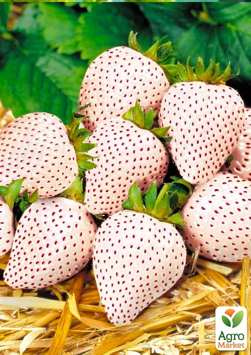 Эксклюзив! Клубника белая в красную точку "Ананасная ягода" (Pineapple berry) (премиальный высокоурожайный сорт, французской селекции)