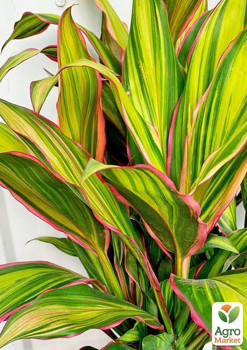 LMTD Кордилина "Lime" (высота 35-45см) - фото 6
