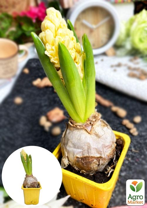 Гиацинт "City Of Haarlem" (Нидерланды) - фото 8