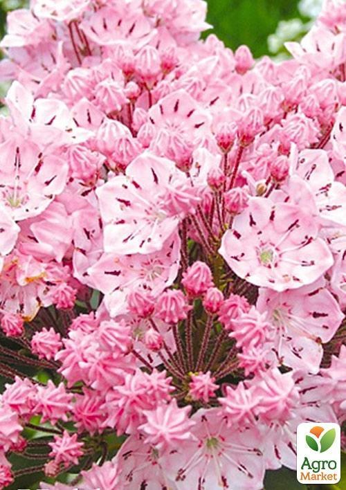 Кальмия latifolia "Ola"