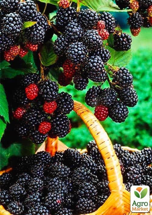Черная малина "Кумберленд" (Cumberland) (среднего срока созревания)