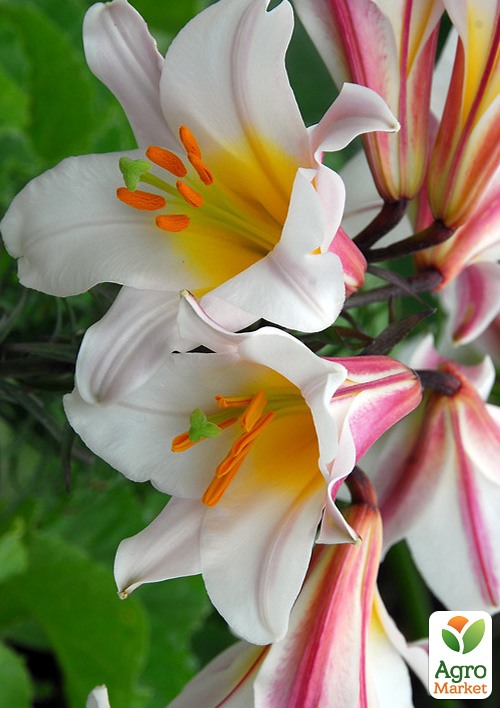 Лилия Трубчатая "Regale" 