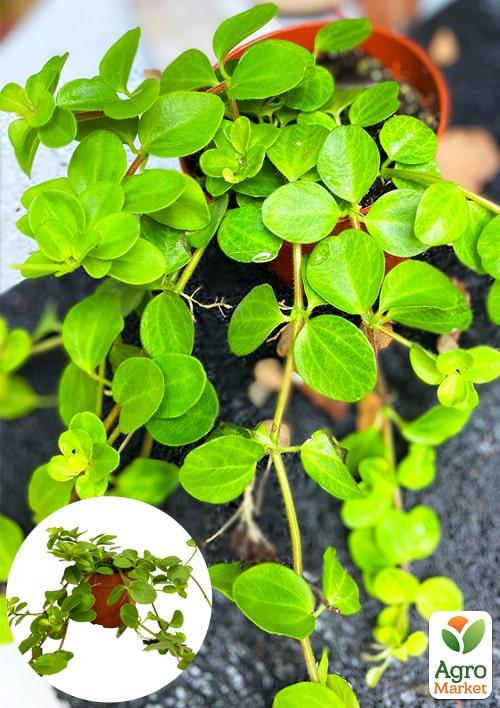 Пеперомия Каскадная "Emerald Beads"