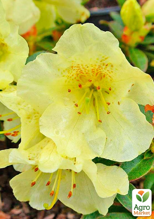 LMTD Рододендрон цветущий 2-х летний "Curlew" (высота 20см) - фото 5