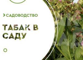 Вирощування тютюну - корисні статті про садівництво від Agro-Market