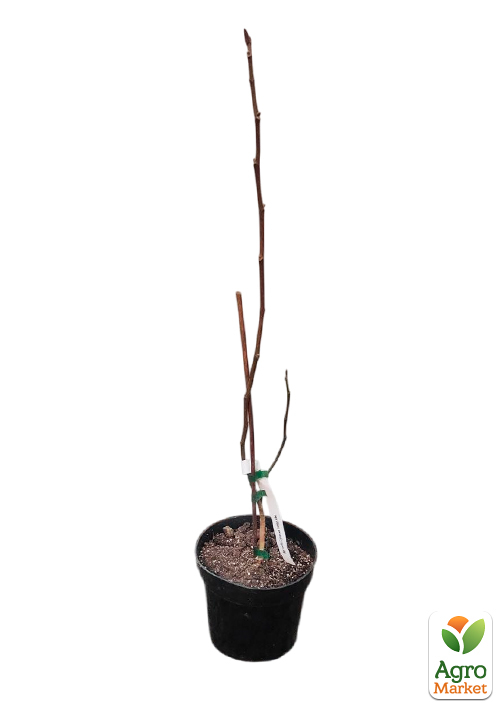 Магнолия 2-х летняя гибридная "Lennei Alba" (высота 30-40см) - фото 2