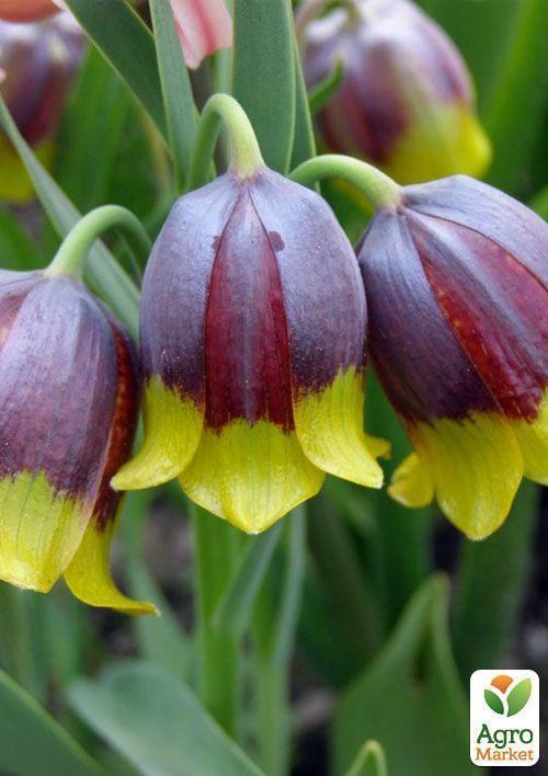 Фритиллярия "Michailovskyi" (размер 5/6 , средний) 1шт в упаковке