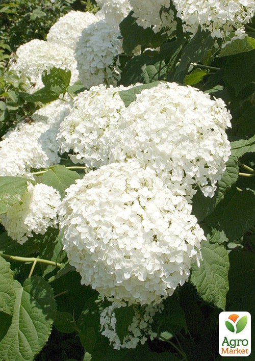 Гортензія 3-х літня деревоподібна "Annabelle" - фото 3