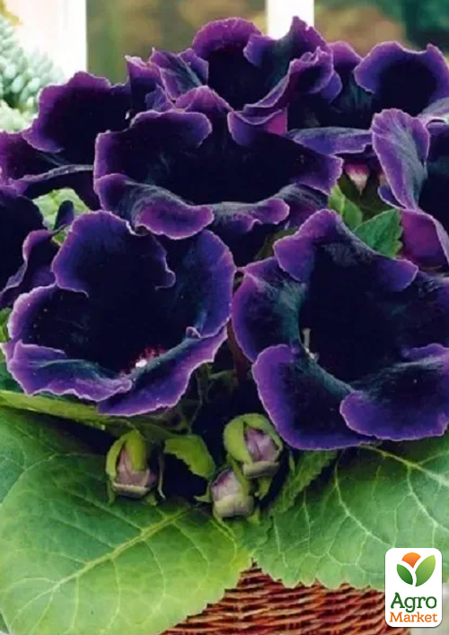 Глоксинія "Аванті F1" синя ТМ "Vesna Select" 5шт - фото 3