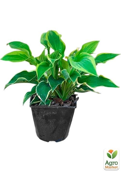 Хоста гибридная "Wide Brim", С3 - фото 4