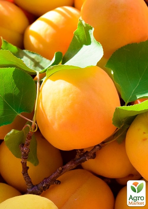 Абрикос "Голд Рич" (літній сорт, середній термін дозрівання)