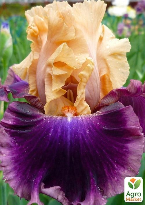 Ирис бородатый крупноцветковый "Rasputin"  