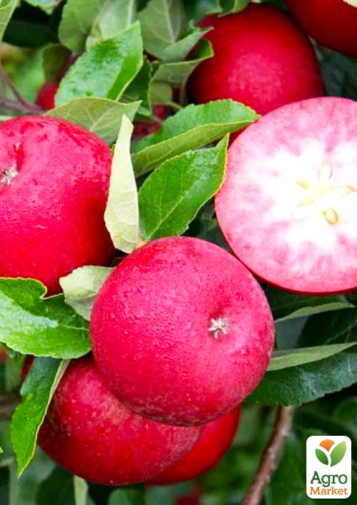 Яблоня красномясая "Ариса"