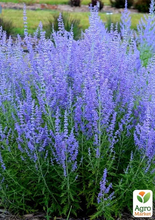 Перовския лебедолистная "Blue Steel" вазон С2