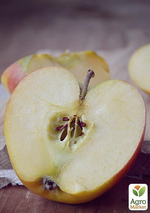 Яблоня "Санрайз" (летний сорт, ранний срок созревания) - фото 2