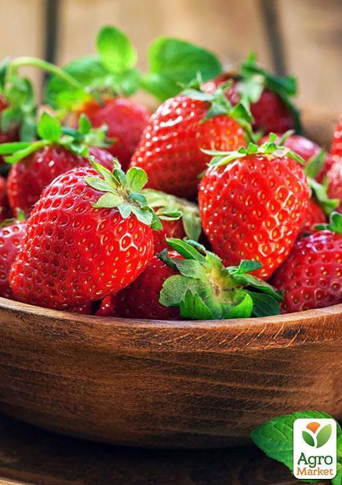 Ексклюзив! Полуниця яскраво-червона "Солодка шоколадка" (Sweet chocolate) (американська селекція, преміальний ремонтантний сорт) - фото 6