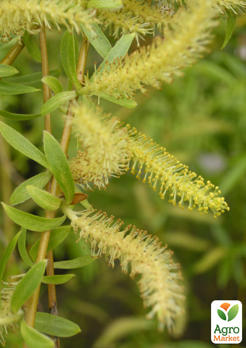Ива плакучая вавилонская "Babylonica", Р9 - фото 3