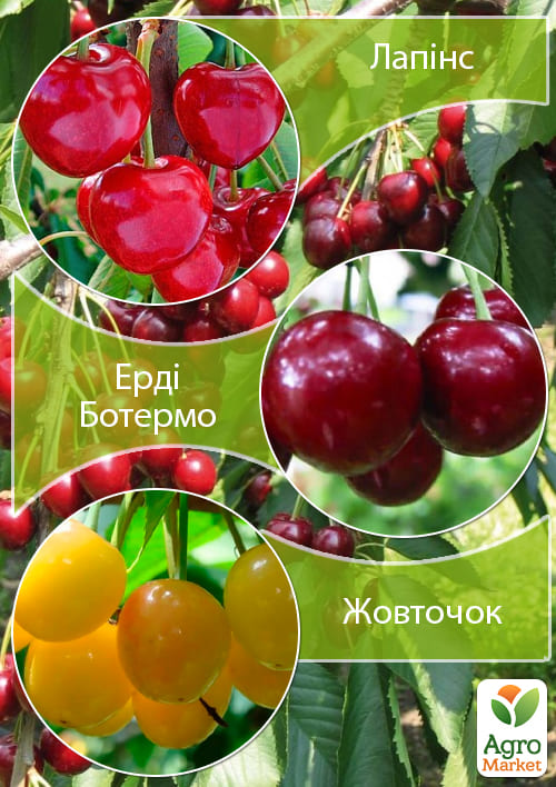 Дерево-сад Черешня "Жовточок"+Черешня "Лапінс"+Вишня "Ерді Ботермо"