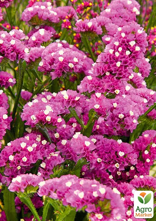 Статиця "Purple Attraction" (кермек, лимоніум, сухоцвіт)