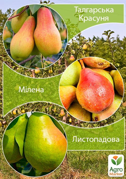 Дерево-сад Груша "Талгарская Красавица+Милена+Ноябрьская" 