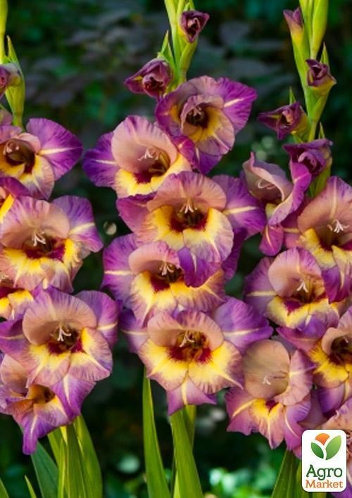 Гладиолус "Qui Vive" 3шт