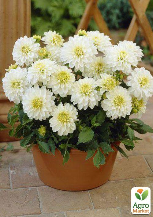 Георгина "Gallery Art Fair"