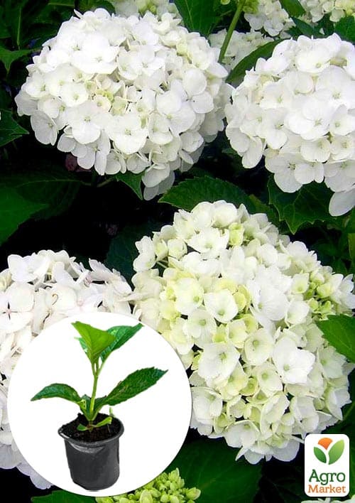 Гортензия крупнолистная "Soeur Therese" вазон Р9