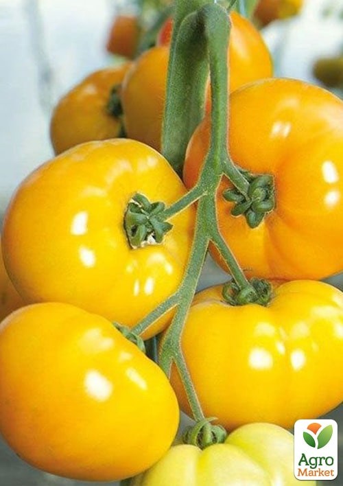 Томат "Ямамото F1" (KS 17) ТМ "Kitano Seeds" 100шт