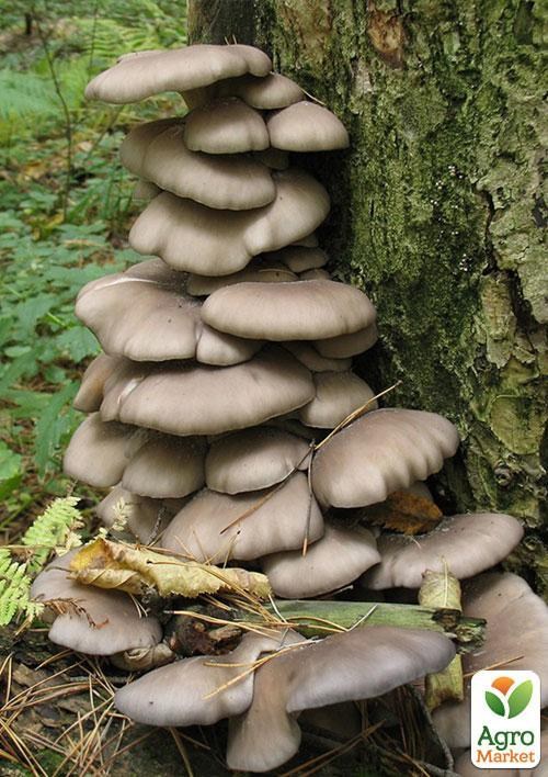 Сухой зерновой мицелий "Вешенка обыкновенная" 100г