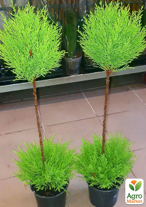 LMTD Кипарисовик на штамбе 3-х летний "Goldcrest Wilma" (50-80см) - фото 6