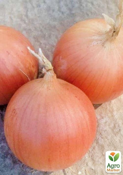 Цибуля озима "Кейс F1" ТМ "Lark Seeds" 200000шт