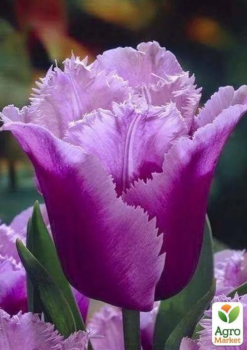 Тюльпан "Blue Heron" 2шт в упаковке