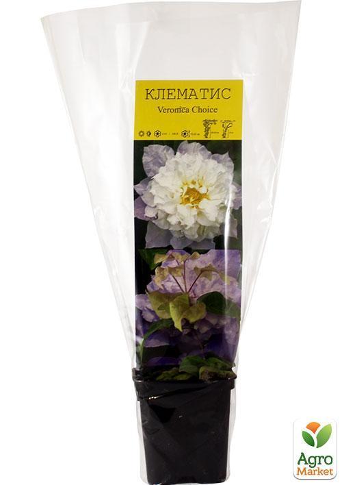 Клематис "Veronica`s choice" - фото 6