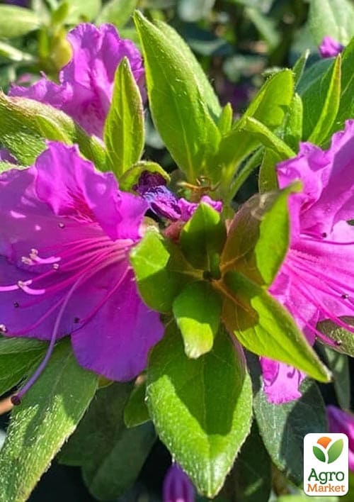 Рододендрон гибридный "Konigstein" C1, высота 25-50см - фото 5