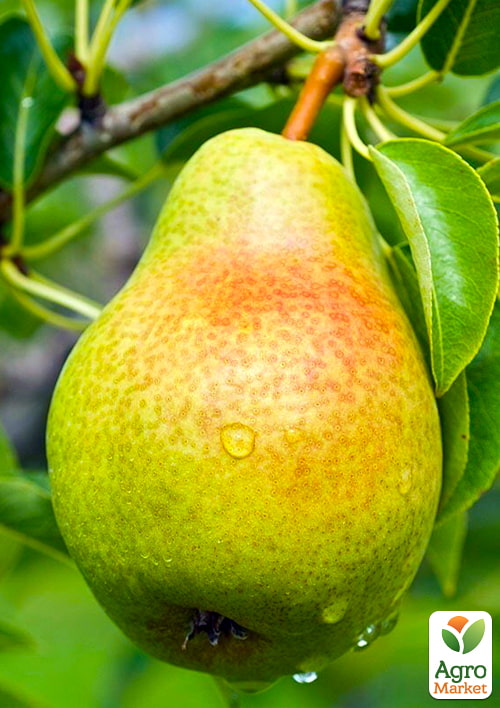 Груша "Дельбарью" (осінній сорт, середній термін дозрівання) - фото 5