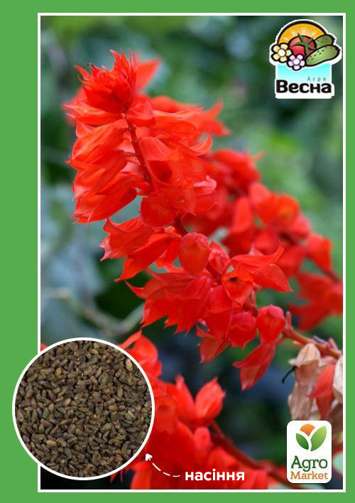 Сальвия блестящая ТМ "Весна" 0.1г