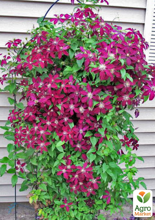 LMTD Клематис 2-х летний "Niobe" (высота 40-60 см) - фото 6