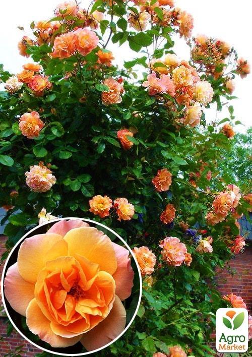 Троянда плетиста "Повний Місяць (Full Moon)" (саджанець класу АА +) вищий сорт