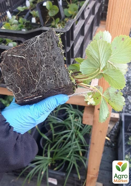 Клубника садовая ремонтантная "Murano" укорененная в контейнере - фото 8